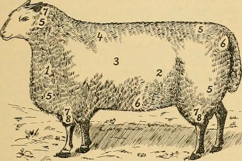 An illustration from A treatise, giving a thorough description of the properties and supply of the fibres, as well as the various processes required for converting wool, cotton, silk from fibre to finished goods, covering both woven and knit goods ... construction of the most modern improvements to preparatory machinery ... accessories relating to construction and equipment of modern textile manufacturing plants .., 1895, leaf 32