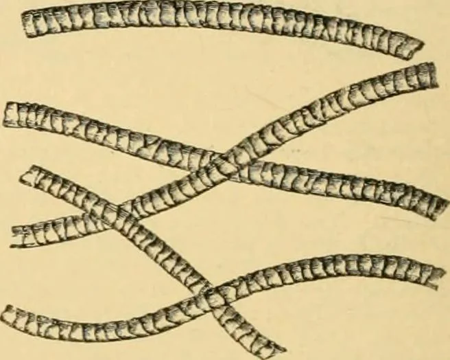 An illustration from A treatise, giving a thorough description of the properties and supply of the fibres, as well as the various processes required for converting wool, cotton, silk from fibre to finished goods, covering both woven and knit goods ... construction of the most modern improvements to preparatory machinery ... accessories relating to construction and equipment of modern textile manufacturing plants .., 1895, leaf 33