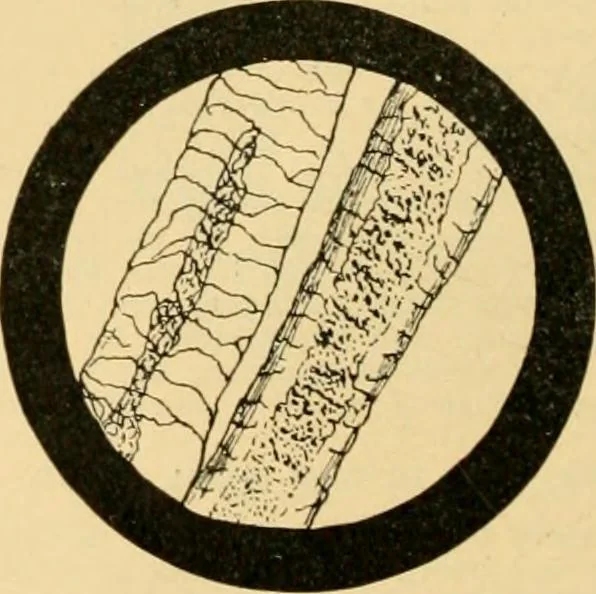 An illustration from A treatise, giving a thorough description of the properties and supply of the fibres, as well as the various processes required for converting wool, cotton, silk from fibre to finished goods, covering both woven and knit goods ... construction of the most modern improvements to preparatory machinery ... accessories relating to construction and equipment of modern textile manufacturing plants .., 1895, leaf 33