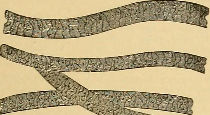 An illustration from A treatise, giving a thorough description of the properties and supply of the fibres, as well as the various processes required for converting wool, cotton, silk from fibre to finished goods, covering both woven and knit goods ... construction of the most modern improvements to preparatory machinery ... accessories relating to construction and equipment of modern textile manufacturing plants .., 1895, leaf 34