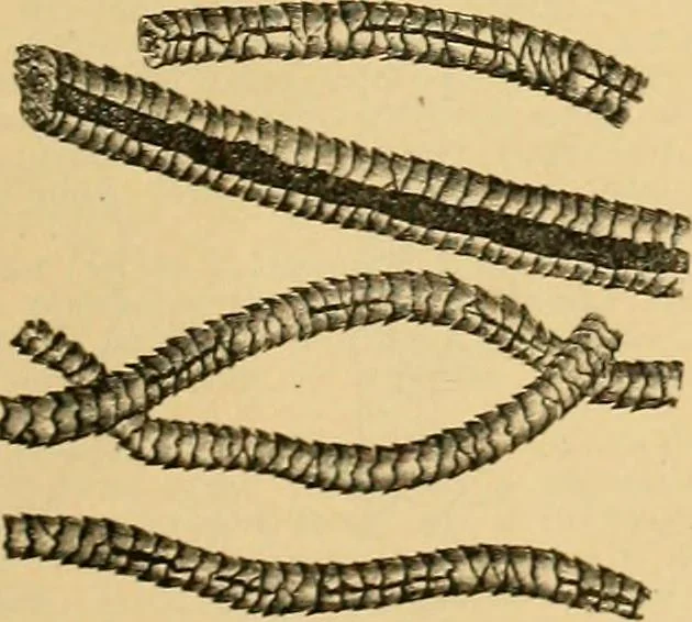 An illustration from A treatise, giving a thorough description of the properties and supply of the fibres, as well as the various processes required for converting wool, cotton, silk from fibre to finished goods, covering both woven and knit goods ... construction of the most modern improvements to preparatory machinery ... accessories relating to construction and equipment of modern textile manufacturing plants .., 1895, leaf 34