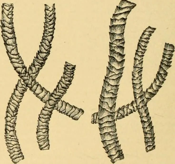 An illustration from A treatise, giving a thorough description of the properties and supply of the fibres, as well as the various processes required for converting wool, cotton, silk from fibre to finished goods, covering both woven and knit goods ... construction of the most modern improvements to preparatory machinery ... accessories relating to construction and equipment of modern textile manufacturing plants .., 1895, leaf 37