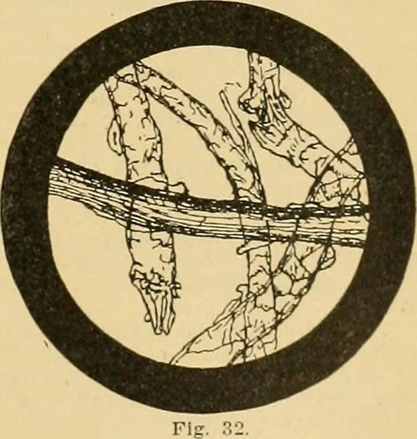 An illustration from A treatise, giving a thorough description of the properties and supply of the fibres, as well as the various processes required for converting wool, cotton, silk from fibre to finished goods, covering both woven and knit goods ... construction of the most modern improvements to preparatory machinery ... accessories relating to construction and equipment of modern textile manufacturing plants .., 1895, leaf 38