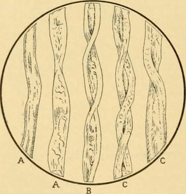 An illustration from A treatise, giving a thorough description of the properties and supply of the fibres, as well as the various processes required for converting wool, cotton, silk from fibre to finished goods, covering both woven and knit goods ... construction of the most modern improvements to preparatory machinery ... accessories relating to construction and equipment of modern textile manufacturing plants .., 1895, leaf 41