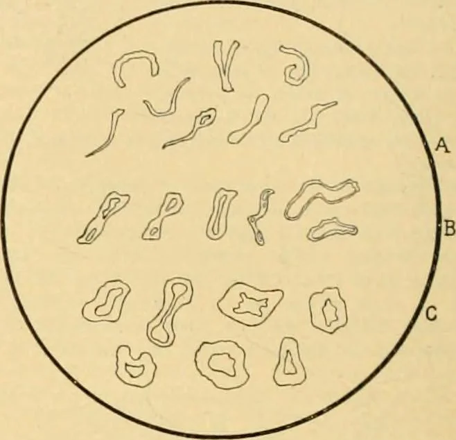 An illustration from A treatise, giving a thorough description of the properties and supply of the fibres, as well as the various processes required for converting wool, cotton, silk from fibre to finished goods, covering both woven and knit goods ... construction of the most modern improvements to preparatory machinery ... accessories relating to construction and equipment of modern textile manufacturing plants .., 1895, leaf 41