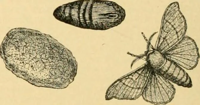 An illustration from A treatise, giving a thorough description of the properties and supply of the fibres, as well as the various processes required for converting wool, cotton, silk from fibre to finished goods, covering both woven and knit goods ... construction of the most modern improvements to preparatory machinery ... accessories relating to construction and equipment of modern textile manufacturing plants .., 1895, leaf 45