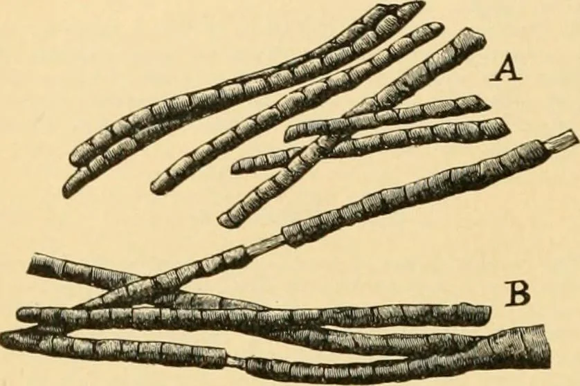 An illustration from A treatise, giving a thorough description of the properties and supply of the fibres, as well as the various processes required for converting wool, cotton, silk from fibre to finished goods, covering both woven and knit goods ... construction of the most modern improvements to preparatory machinery ... accessories relating to construction and equipment of modern textile manufacturing plants .., 1895, leaf 51
