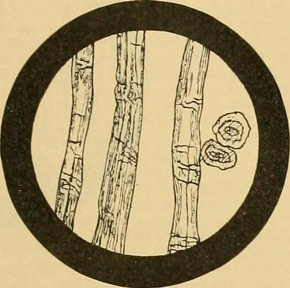 An illustration from A treatise, giving a thorough description of the properties and supply of the fibres, as well as the various processes required for converting wool, cotton, silk from fibre to finished goods, covering both woven and knit goods ... construction of the most modern improvements to preparatory machinery ... accessories relating to construction and equipment of modern textile manufacturing plants .., 1895, leaf 52