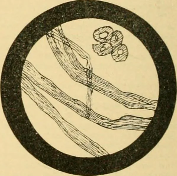 An illustration from A treatise, giving a thorough description of the properties and supply of the fibres, as well as the various processes required for converting wool, cotton, silk from fibre to finished goods, covering both woven and knit goods ... construction of the most modern improvements to preparatory machinery ... accessories relating to construction and equipment of modern textile manufacturing plants .., 1895, leaf 53