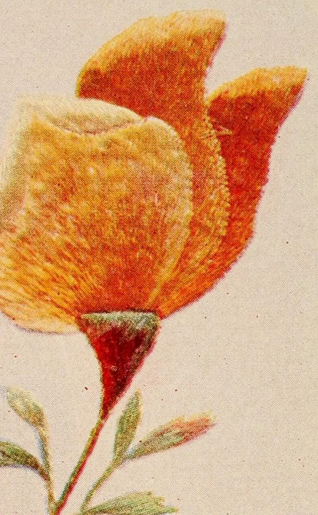An illustration from A treatise on embroidery; with twenty color illustrations from original models, 1907, leaf 104