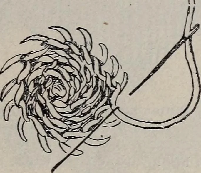 An illustration from A treatise on embroidery, crochet and knitting .., 1899, leaf 12