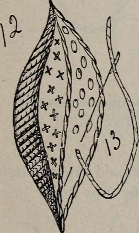 An illustration from A treatise on embroidery, crochet and knitting .., 1899, leaf 12