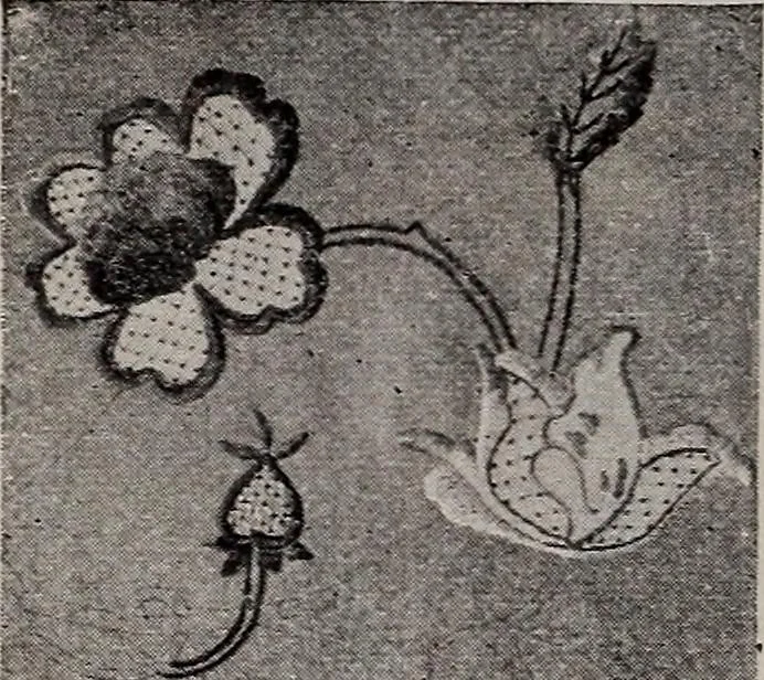 An illustration from A treatise on embroidery, crochet and knitting .., 1899, leaf 31