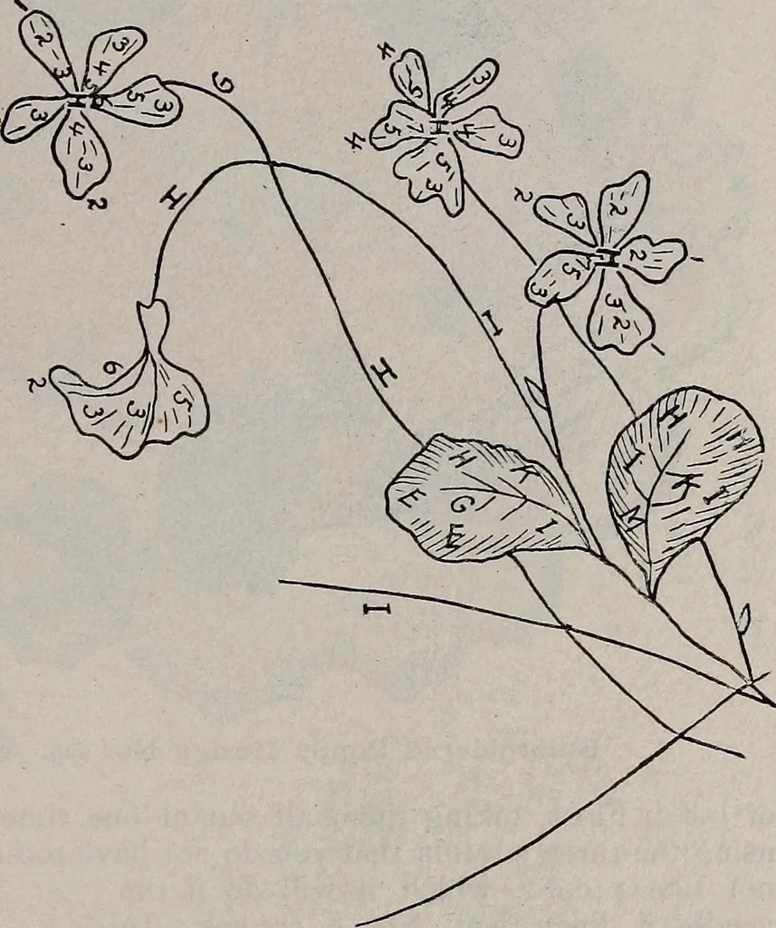 An illustration from A treatise on embroidery, crochet and knitting .., 1899, leaf 42