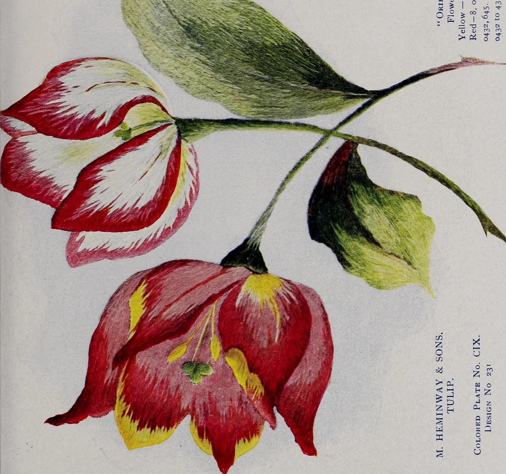 An illustration from A treatise on embroidery, crochet and knitting .., 1899, leaf 62