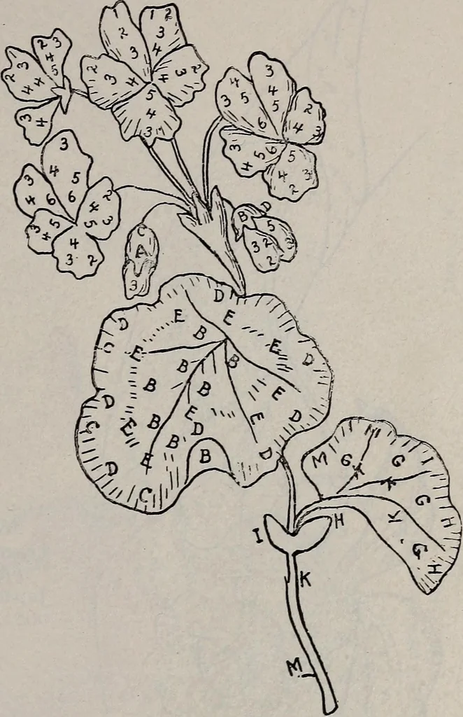 An illustration from A treatise on embroidery, crochet and knitting .., 1899, leaf 70