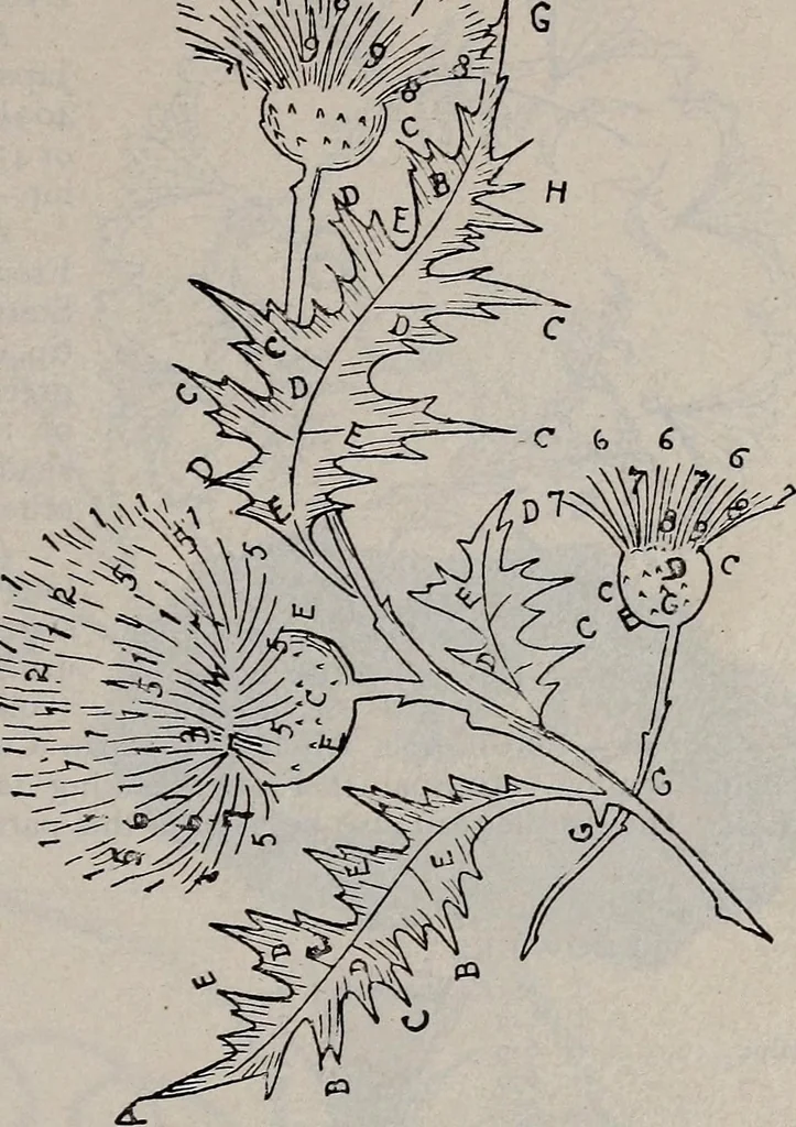 An illustration from A treatise on embroidery, crochet and knitting .., 1899, leaf 78