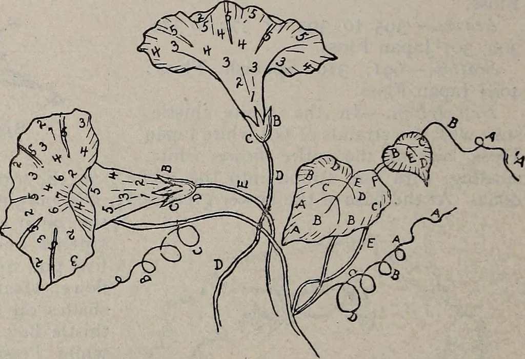An illustration from A treatise on embroidery, crochet and knitting .., 1899, leaf 79