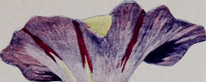 An illustration from A treatise on embroidery, crochet and knitting .., 1899, leaf 80