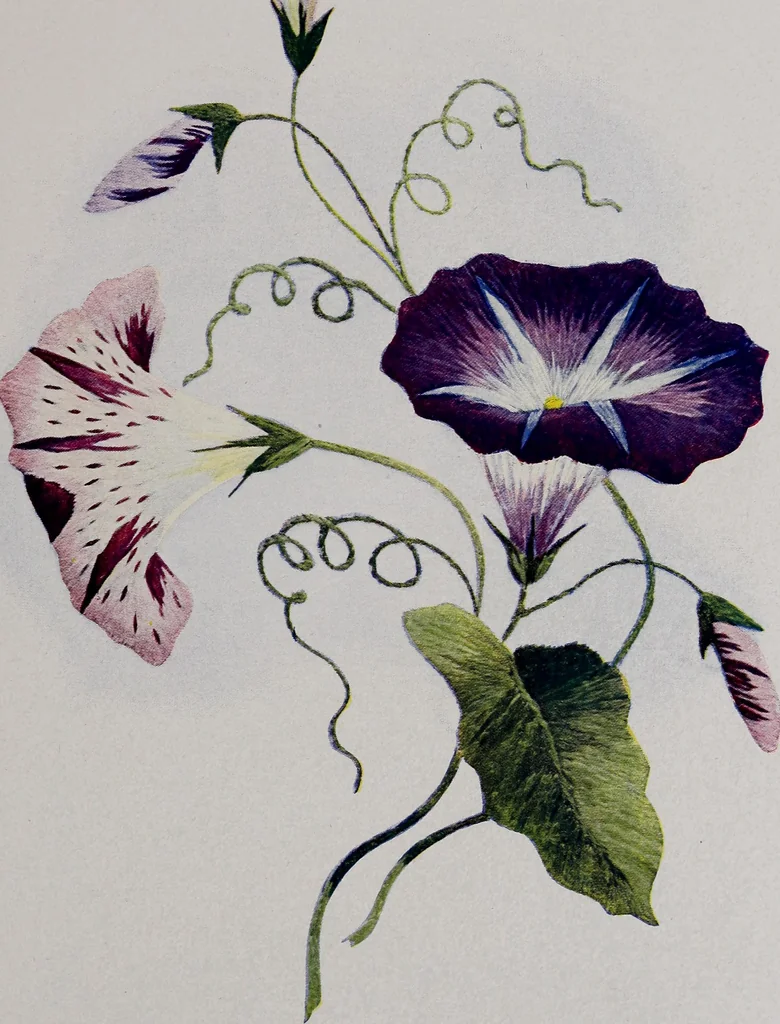 An illustration from A treatise on embroidery, crochet and knitting .., 1899, leaf 80