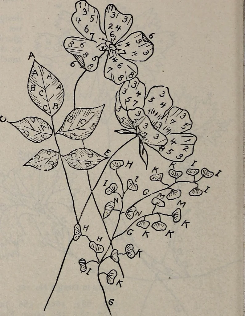 An illustration from A treatise on embroidery, crochet and knitting .., 1899, leaf 83