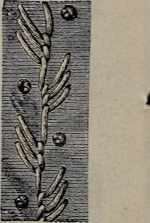 An illustration from A treatise on embroidery, crochet and knitting .., 1899, leaf 9