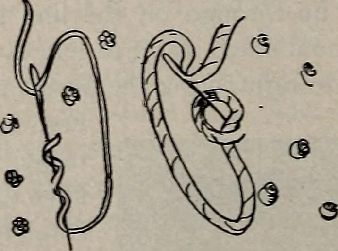An illustration from A treatise on embroidery, crochet and knitting .., 1899, leaf 9