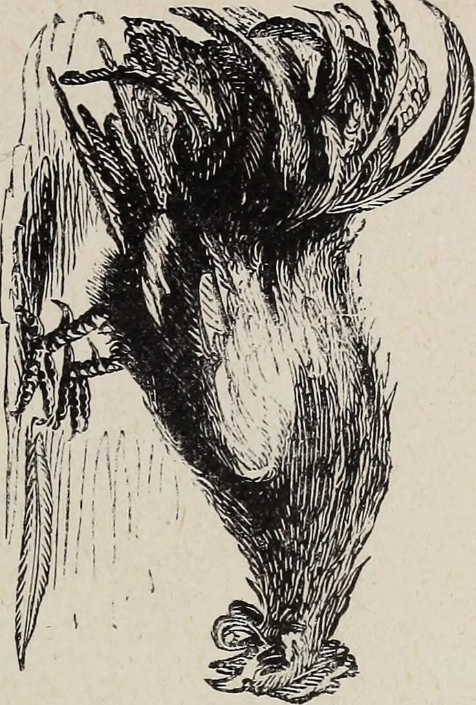An illustration from A treatise on human nature and physiognomy, 1882, leaf 264