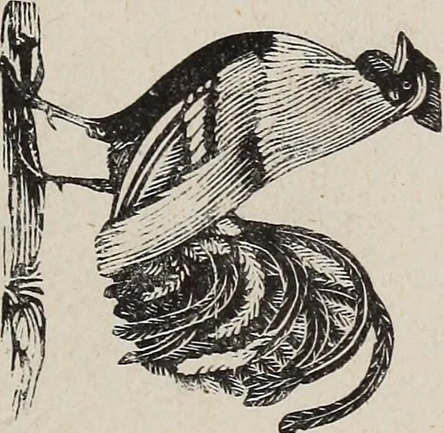 An illustration from A treatise on human nature and physiognomy, 1882, leaf 264