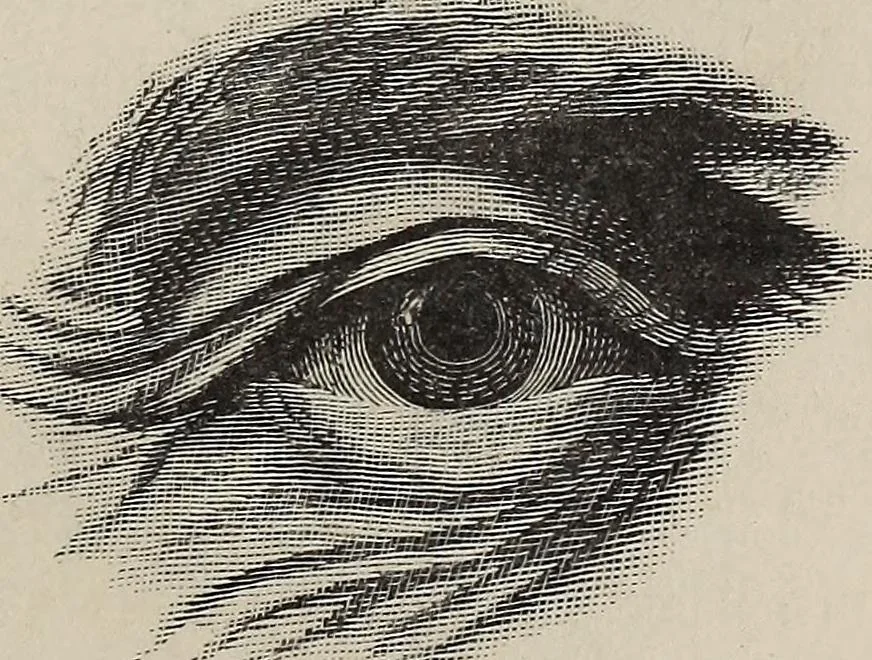 An illustration from A treatise on human nature and physiognomy, 1882, leaf 314