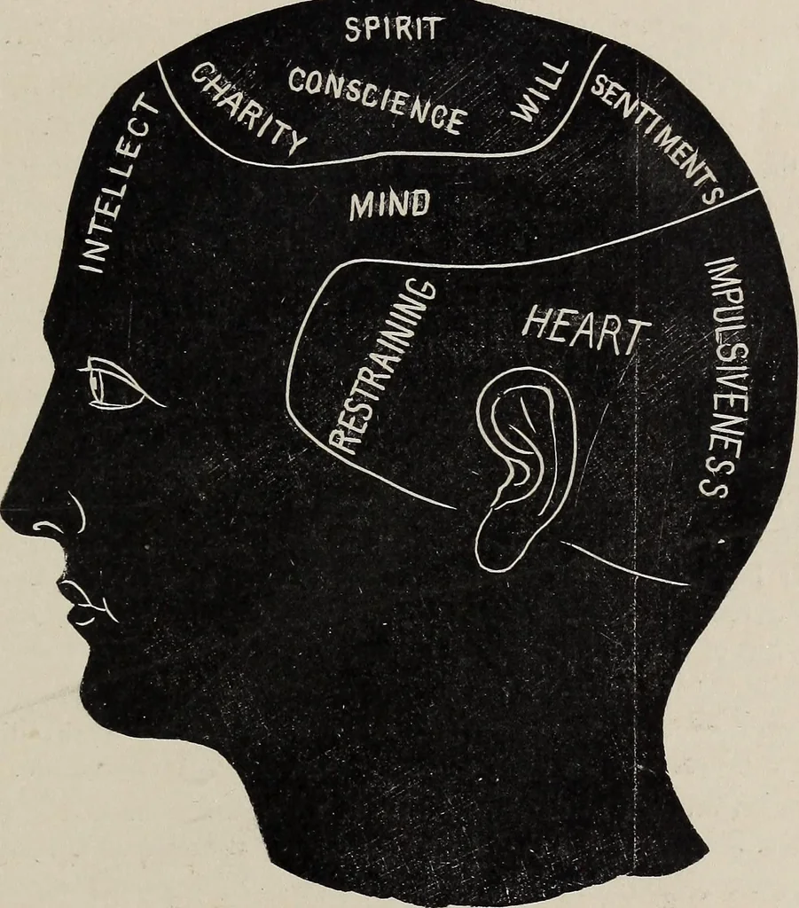 An illustration from A treatise on human nature and physiognomy, 1882, leaf 360