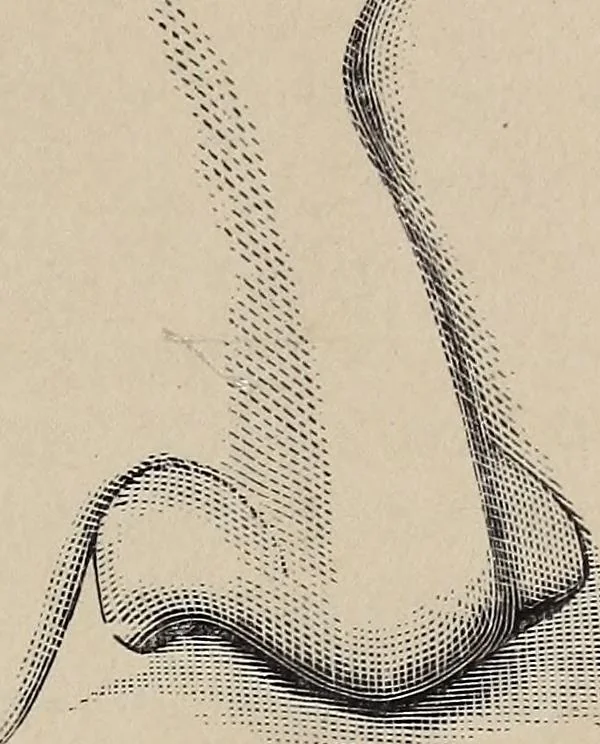 An illustration from A treatise on human nature and physiognomy, 1882, leaf 40