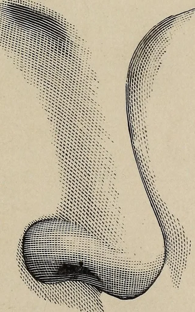 An illustration from A treatise on human nature and physiognomy, 1882, leaf 40