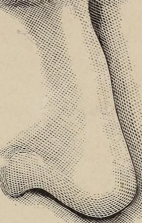 An illustration from A treatise on human nature and physiognomy, 1882, leaf 46