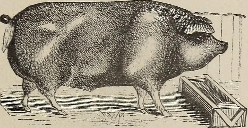 An illustration from A treatise on human nature and physiognomy, 1882, leaf 470