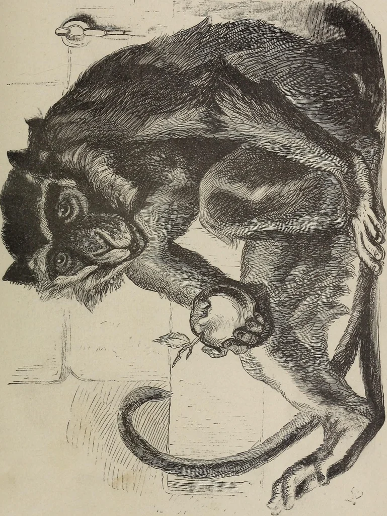 An illustration from A treatise on human nature and physiognomy, 1882, leaf 506