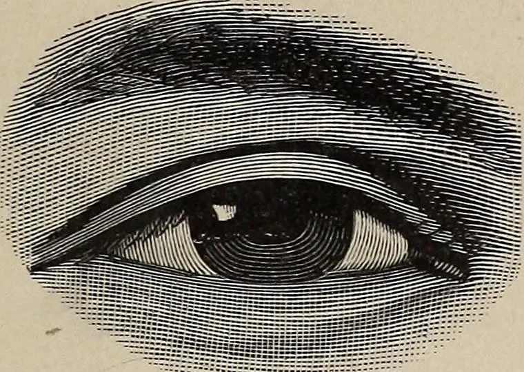 An illustration from A treatise on human nature and physiognomy, 1882, leaf 66