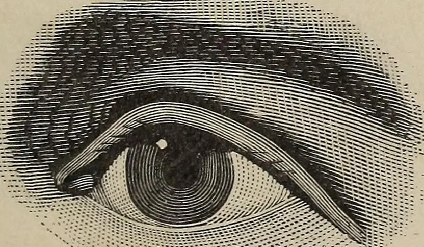 An illustration from A treatise on human nature and physiognomy, 1882, leaf 66