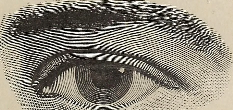 An illustration from A treatise on human nature and physiognomy, 1882, leaf 66