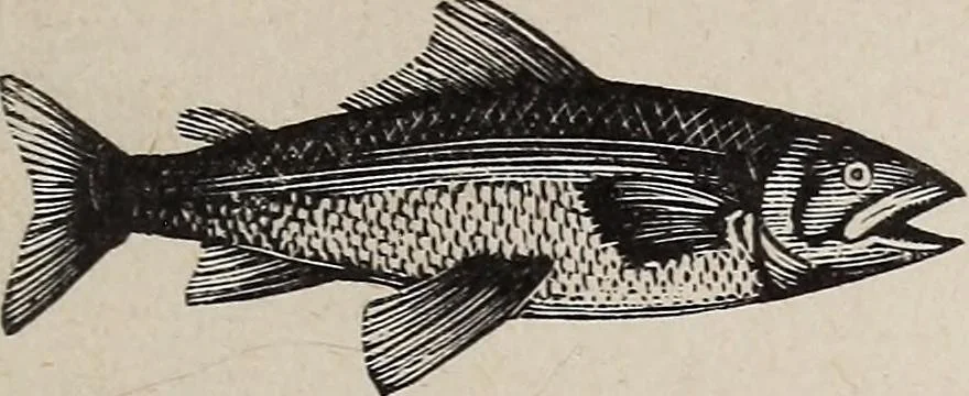 An illustration from A treatise on human nature and physiognomy, 1882, leaf 700