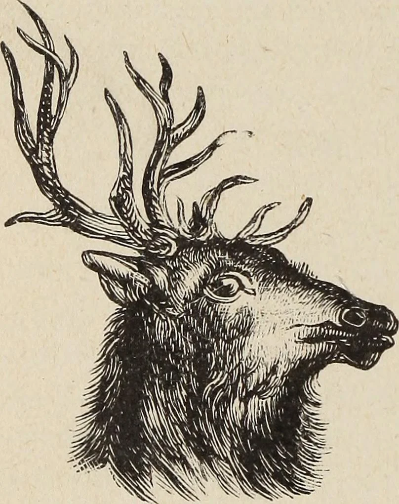 An illustration from A treatise on human nature and physiognomy, 1882, leaf 707