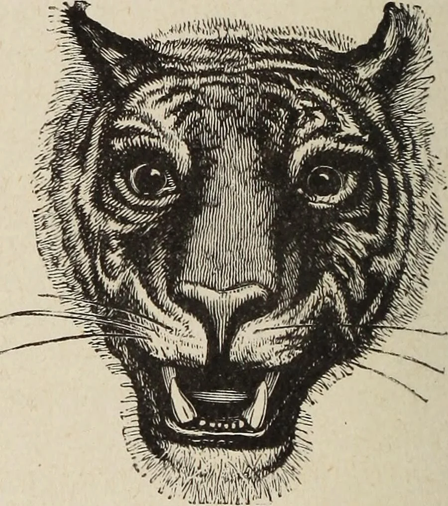 An illustration from A treatise on human nature and physiognomy, 1882, leaf 707