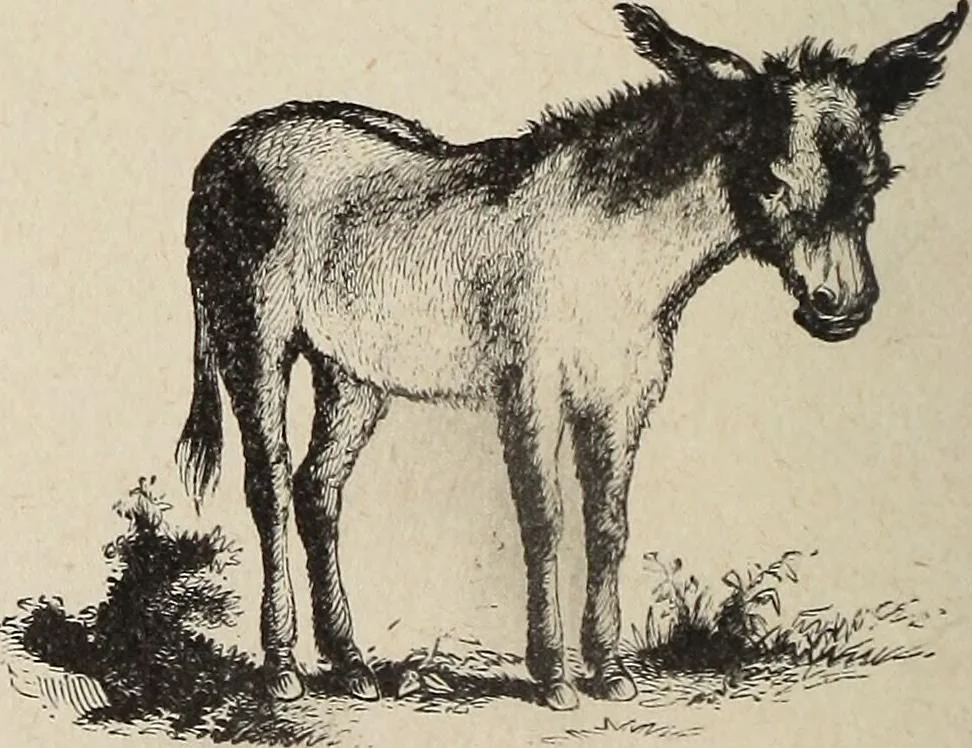 An illustration from A treatise on human nature and physiognomy, 1882, leaf 707
