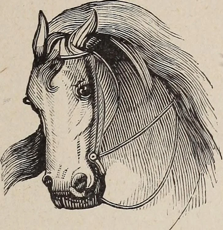 An illustration from A treatise on human nature and physiognomy, 1882, leaf 718