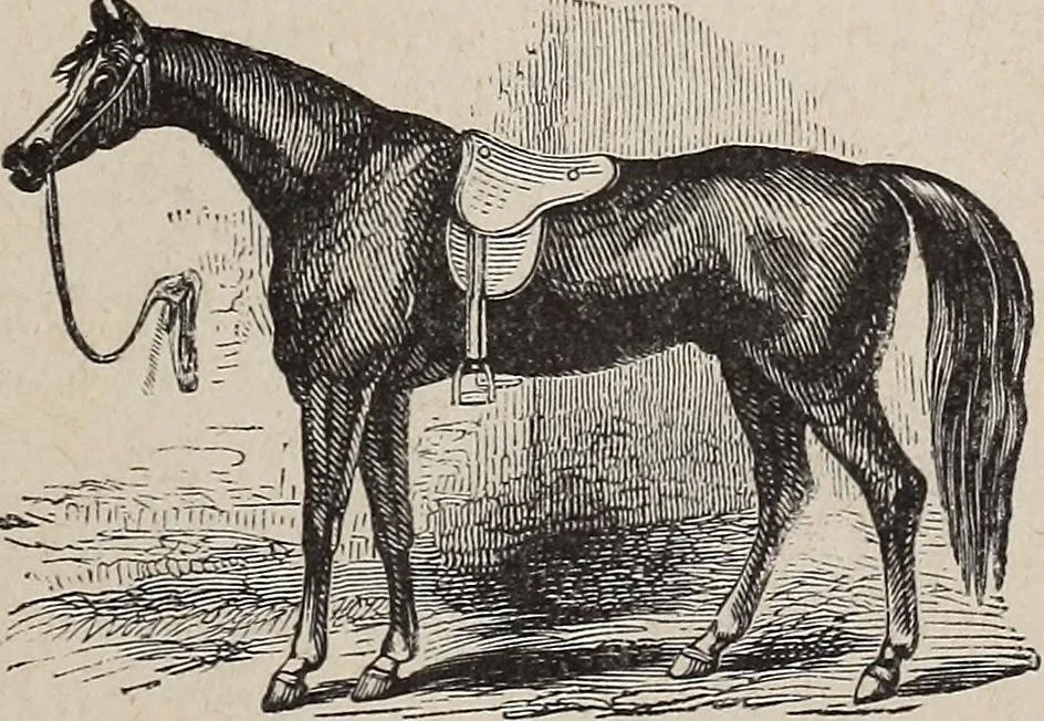 An illustration from A treatise on human nature and physiognomy, 1882, leaf 718