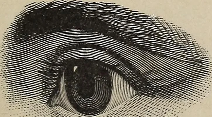 An illustration from A treatise on human nature and physiognomy, 1882, leaf 72