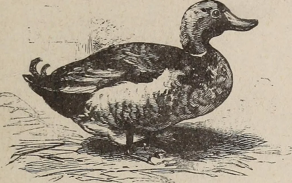 An illustration from A treatise on human nature and physiognomy, 1882, leaf 732