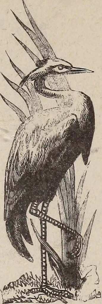 An illustration from A treatise on human nature and physiognomy, 1882, leaf 732