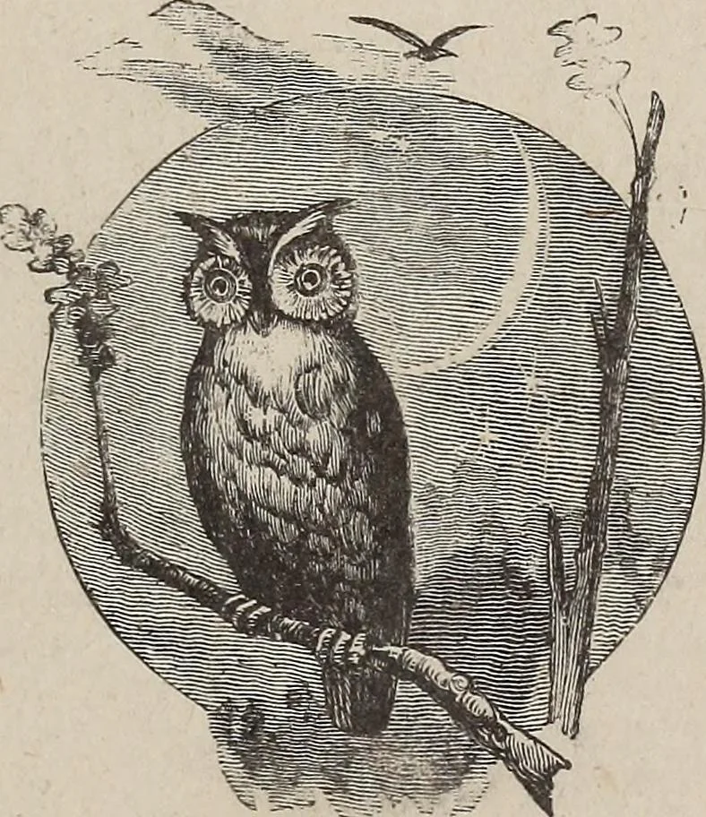 An illustration from A treatise on human nature and physiognomy, 1882, leaf 732