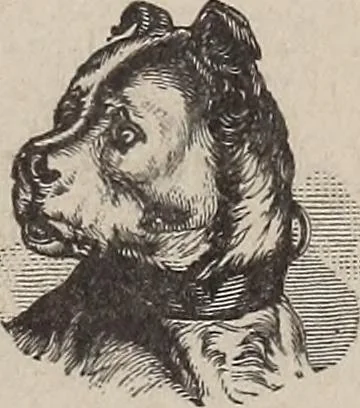 An illustration from A treatise on human nature and physiognomy, 1882, leaf 732